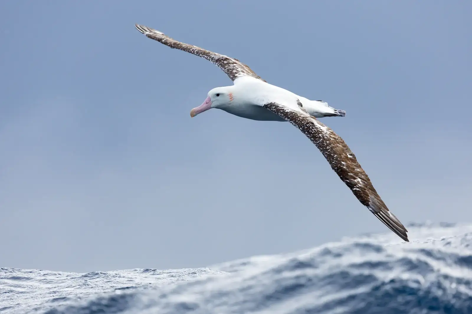 Gibson-Albatros im Gleitflug über dem Meer, Flügel voll ausgestreckt — Vorbild für das Markenzeichen